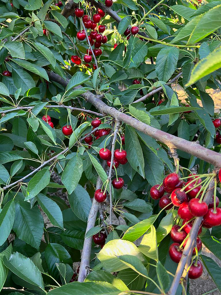 Racimo de cerezas maduras en el árbol
