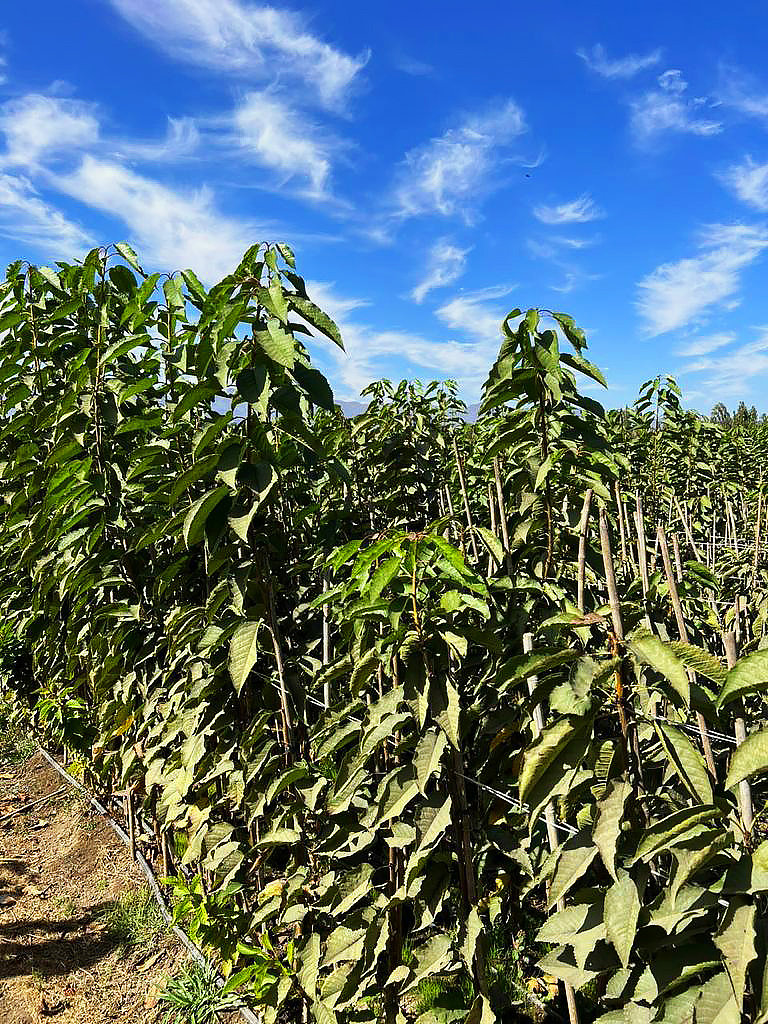 Plantas de cerezo Santina en el vivero, con altura superior a 1,8 metros