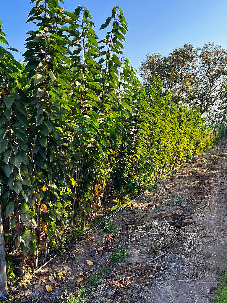 Hileras de plantas frutales en el vivero, Codegua, Región de O'Higgins